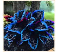 Midnight Blue Hosta Rizomi,Resistenti al Freddo,Crescita Vigorosa,er Ombreggiature,Compatti,Naturali,Freschi.-6Wurzel-I