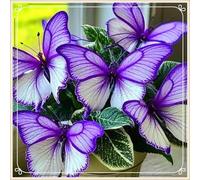 Midnight Blue Hosta Rizomi,Resistenti al Freddo,Crescita Vigorosa,er Ombreggiature,Compatti,Naturali,Freschi.-6Wurzel-A