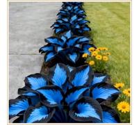 Midnight Blue Hosta Rizomi,Resistenti al Freddo,Crescita Vigorosa,er Ombreggiature,Compatti,Naturali,Freschi.-15Wurzel-K