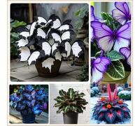 Midnight Blue Hosta Rizomi,Resistenti al Freddo,Crescita Vigorosa,er Ombreggiature,Compatti,Naturali,Freschi.-4Wurzel-H