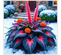 Midnight Blue Hosta Rizomi,Resistenti al Freddo,Crescita Vigorosa,er Ombreggiature,Compatti,Naturali,Freschi.-4Wurzel-N