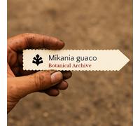 Mikania guaco SEEDS - - SEMI Guaco | Vite della canapa rampicante