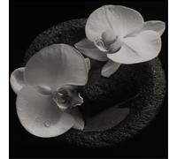 Mike Patton & Jean-Claude Vannier Corpse Flower (CD) Album