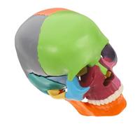 Mikikit Modello Colorato con Sezioni Rimovibili Strumento Educativo per Studio Anatomia per Scuole e Istituti Educativi