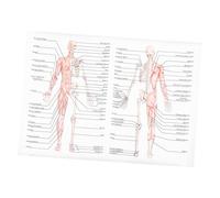 Mikikit Poster Didattico Anatomia per Scuole e Laboratori Illustrazione Chiara e Strutture Corporee per Insegnamento e Decorazione Muro
