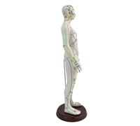 Milageto Modello di agopuntura alto 21,2 pollici, sussidio didattico per professionisti, materiale in PVC leggero con supporto accessorio, modello del corpo, Maschio