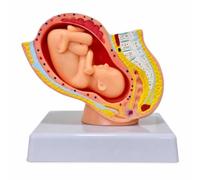 Milageto Modello Gravidanza Uterino Placenta Legamenti Uterini in PVC Sezionato E Dipinto su Base Stabile Adatto per Didattica , Modello Di Gravidanza Di Nove Mesi Piccolo