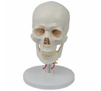 Milageto Modello o Umano Modello Modello Testa Modello Cervicale Modello Colonna Struttura Realistica in Pvc per Riferimento Disegn Formazione Accademica