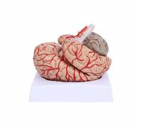 Milageto Modello Strutturale Del Cervello Dettagliato Modello Cerebrale Smontabile Realistico Brain Model per Laboratorio