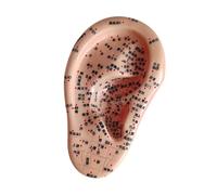 Milageto Ore auricolare umano Acopunt Massage Practice Strumento oggetti di scena Pratica Auricolare AcuPoint Modello per Massaging Dimostrazione Spa Learning, Giusto