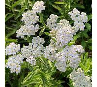 milenrama semi Achillea millefolium - perennes resistentes Cobertura perenne resistente silvestres interior decorativa cama 150pcs