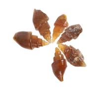 Milisten 6pezzi Fossili Di Gastropodi Antichi Agata Modelli Educativi Per Insegnamento Geologico e Collezione Specimens Unici Per Decorazione e Studio