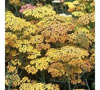 millenrama semi Achillea millefolium - decorazioni da giardino per esterni primavera semi tagliati letto elevato giardino selvatico estremamente 60pcs