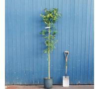 Mimosa "Acacia dealbata" pianta in vaso Ø19 h. 200 cm e oltre | Vivaio di Castelletto