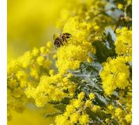Mimosa "Acacia dealbata" pianta in vaso 4 litri con canna h. 2 metri e oltre Vivaio di Castelletto
