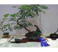 "Mimosa Pudica" 35 Seeds Seeds ONLY