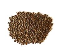Mimosa pudica SEEDS - - SEMI Pianta sensitiva | Non mi toccare