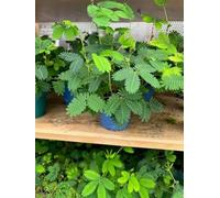 Mimosa Pudica sensitiva. Terre di Romagna vaso 10cm 1 pz