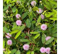 mimosa rupestri all'ombra rialzata vecchie varietà estivi in vaso estremamente resistenti rampicanti giardino roccioso recisi in vaso 800semi