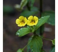 Mimulus selvatici sul balcone interno esotiche giardino 50semi