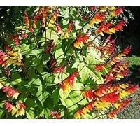 MINA LOBATA NR.25 SEMI