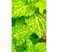 Mind Drift: A Leaf Journal for Creative Souls, Green