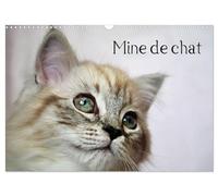 Mine de chat (Calendrier mural 2026 DIN A3 vertical), CALVENDO calendrier mensuel: Photos fascinantes des tigres de salon prises de très près.