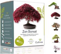 Mini Bonsai Ready to Grow Kit Semi francesi 100% ecologici Giardino e