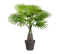 Mini-Fächerpalme, Ca 45cm, Verde, 9 Nere Im Pot Plastica 8,5cm D=10cm, M. Terra