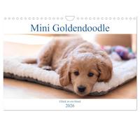 Mini Goldendoodle - Glück ist ein Hund (Wandkalender 2026 DIN A4 quer), CALVENDO Monatskalender: Mini Goldendoodles sind eine Kreuzung aus Golden ... zwei der liebevollsten Hunderassen.