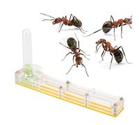 Mini insetti trasparenti acrilici Nest, Formicarium Display Ornamental Basches con torre d'acqua, esperimento agricolo Osservazione dell'area di alimentazione di piccole colonie, (Nido giallo)
