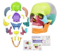 Mini modello anatomico a forma di teschio con marcatore, modello didattico | Modello di teschio di precisione, 12 x 8,5 x 12 cm, rimovibile, codificato a colori, per medicina, lezione