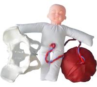 Mini Modello di Bacino Femminile E Bambino, Modello Dimostrativo del Bacino per Il Parto, con BAB Modello di Bacino Femminile Umano per Il Parto, per Lo Studio, L'esposizione E L'insegnamento