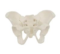Mini modello di bacino in scala 1:2 - Anatomia dettagliata dell'anca con legamenti per la formazione e la dimostrazione degli studenti di medicina