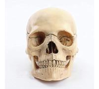 Mini modello di cranio umano - Anatomia in 15 parti delle dimensioni di un palmo for l'insegnamento medico e l'educazione dei bambini, puzzle esploso(B)