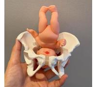 Mini modello di parto pelvico femminile con modello anatomico for la formazione ostetrica e il recupero post-partum