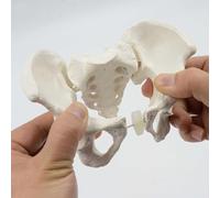 Mini modello di scheletro del bacino - Modello anatomico mobile dell'anca e delle ossa pelviche for uso sanitario e didattico, 5,9 x 5,1 x 2,8 pollici