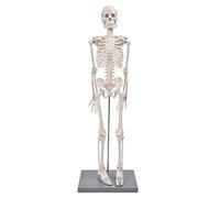 Mini modello di scheletro umano da 85 cm con braccia e gambe flessibili Strumento per esperimenti in piedi per insegnamento anatomico e uso di studio