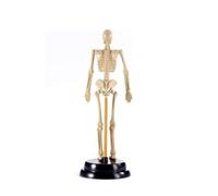 Mini modello di scheletro umano for l'apprendimento 'anatomia, modello didattico dello scheletro di assemblaggio in PVC