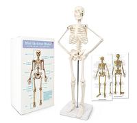 Mini modello di scheletro umano per anatomia, modello scheletro umano completo da 17.7 cm, apprendimento dei bambini, strumento regalo
