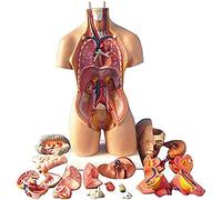 Mini Modello di Torso anatomico Umano da 85 cm, Corpo di organi anatomici per l'insegnamento, Set di Strumenti Medici da 19 Pezzi