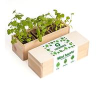 Mini orto aromatico a base di erbe - Coltiva prezzemolo, basilico e coriandolo a casa | Kit completo con vasi biodegradabili e semi | Ideale per cucina, regalo e principianti | Resetea