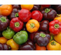 Mini peperone dolce miscela di semi di raccolta di Serendipity! Dolce gustoso e delicato (40)