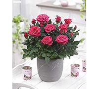 Mini rose rosse d'interno, 50 pezzi, semi-rose, per balcone e cour, terrasse, plantes ornementales, maison et jardin, cadeaux