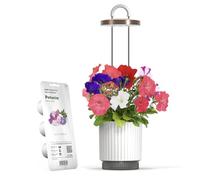 Mini Smart Garden Hydrovase con Capsule di Petunia Click & Grow, Bianco
