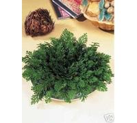Mini-stock da 10 pezzi Rosa di Jericho (Selaginella) taglia piccola diamento 5-6 cm chiusa