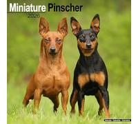 Miniature Pinscher 2026 Calendar | Square Wall Calendar | Dog Breed Gift | Plastic Free Packaging | by Avonside Publishing