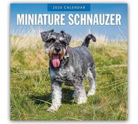 Miniature Schnauzer - Zwergschnauzer 2026 - 16-Monatskalender: Original Red Robin Publishing Ltd-Kalender [Mehrsprachig] [Kalender]