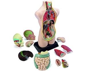 Miniland Educational 99020 Corpo Umano Scomponibile, Tronco Organi