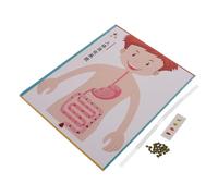 minkissy 4 Set Modelli Digerente DIY per Kit Educativo con Anatomico Realistico Materiali Creativi per Progetti Scolastici e Apprendimento Interattivo